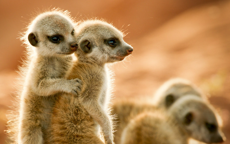 Wild animal babies sky nature