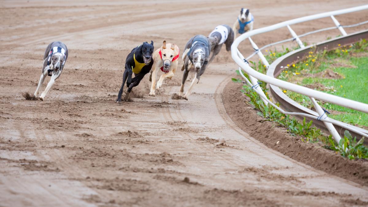 Greyhound dogs racing