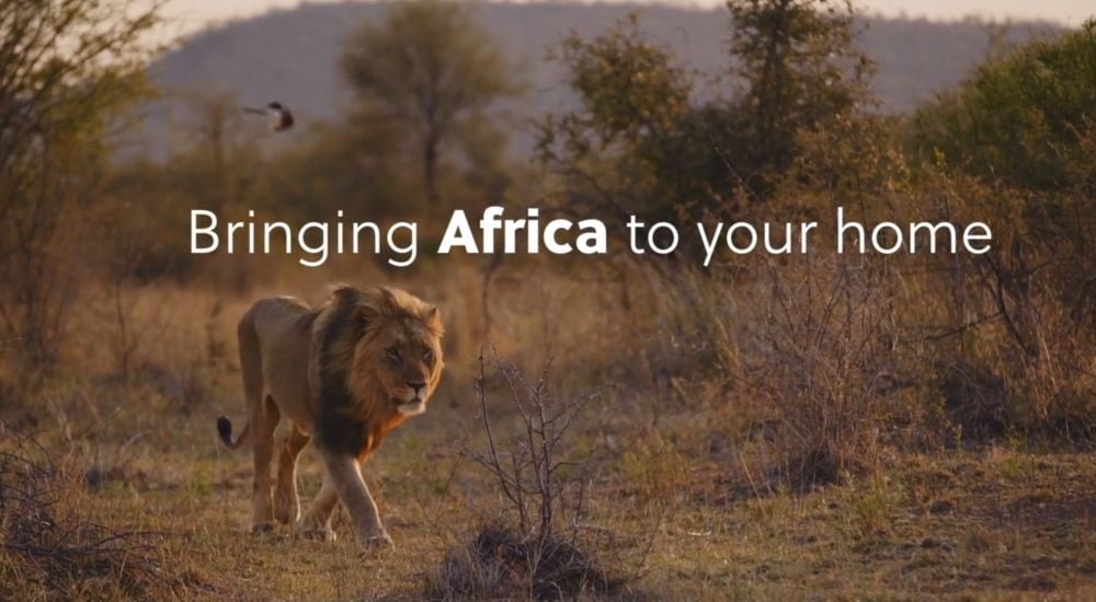WildEarth Africa lion