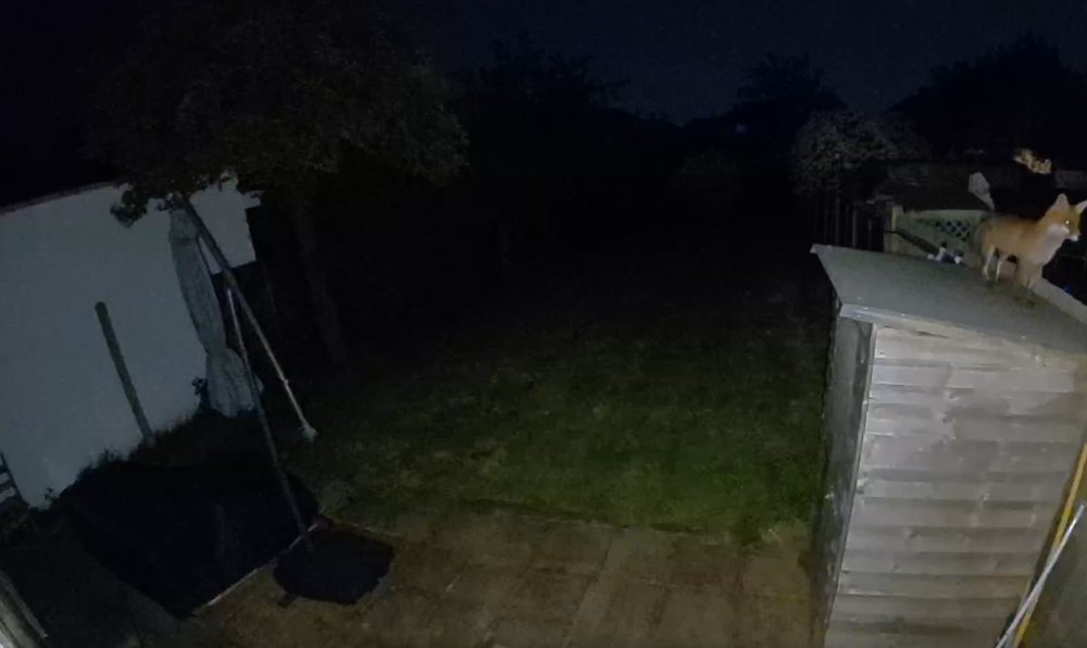 Ring Spotlight Cam Pro screenshot night lights on fox