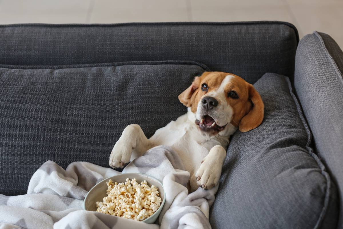 Dog watching TV with popcorn