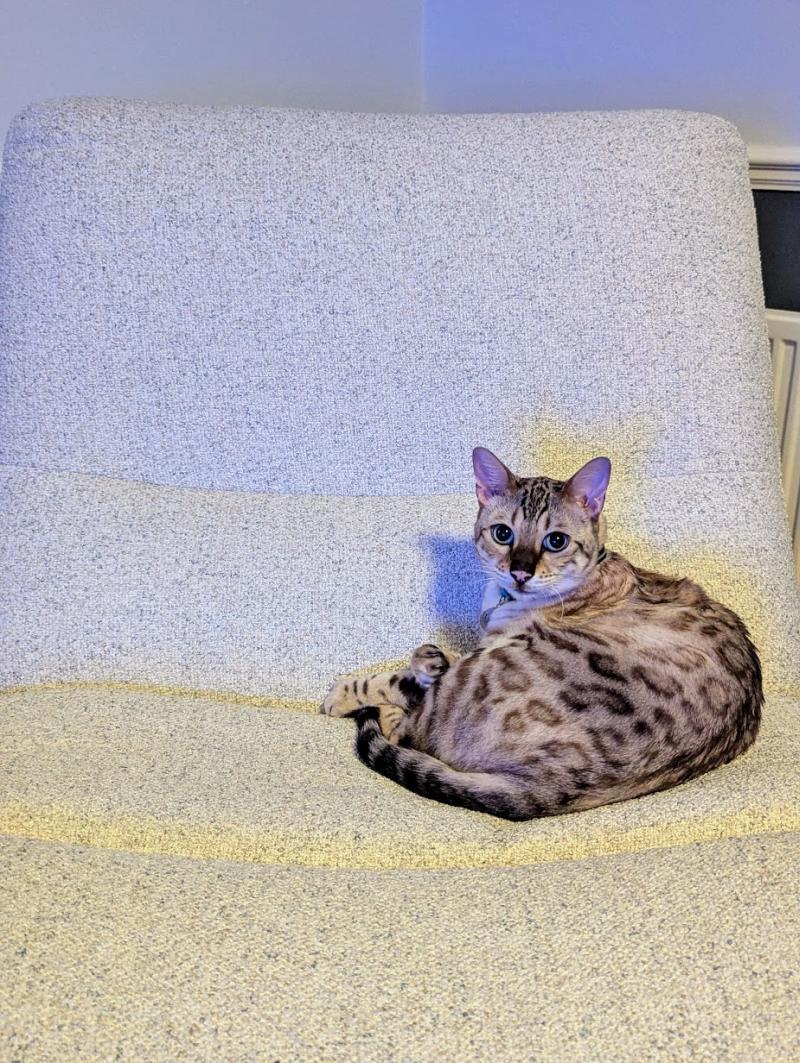 Sofa Club Thea chair cat